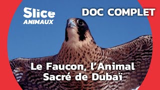 Un Hôpital Pour les Faucons de Dubaï I SLICE ANIMAUX | DOC COMPLET