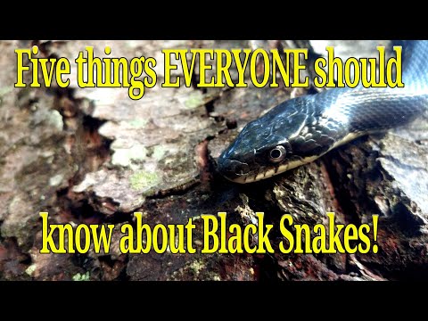 Are black striped snakes poisonous?