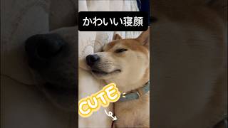 かわいい寝顔と思っていたら・・・ まさかの？　 #かわいい動物 #柴犬