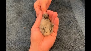 Tiny Fuzzy Footed Baby Chick