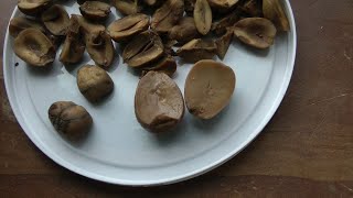 White Oak Acorns: Picking, processing, and three experiments for storage