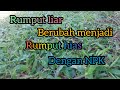 Merawat rumput liar menjadi rumput hias dengan pupuk NPK