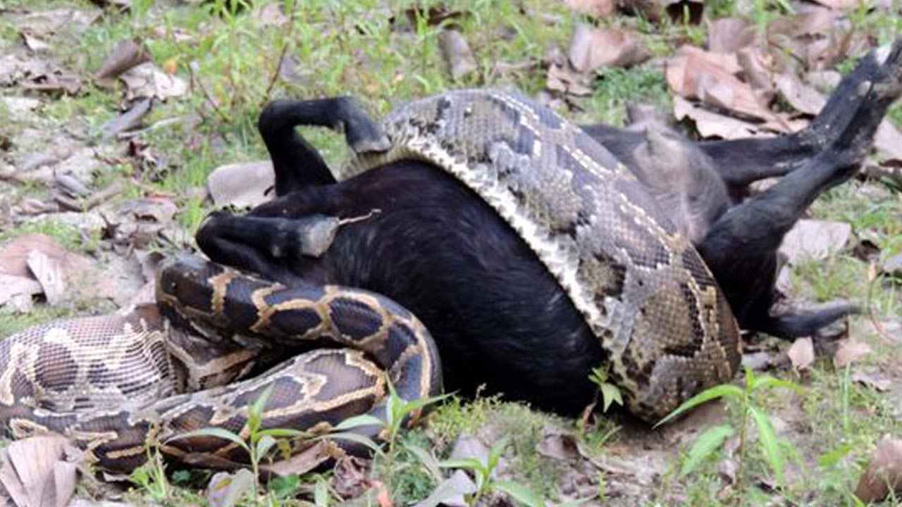 Python Swallows Goat Whole Youtube