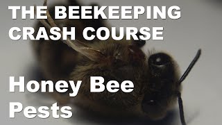 Honey Bee Pests - Honey Bee Pests, Parasites & Diseases Part 1 - Beekeeping Crash Course