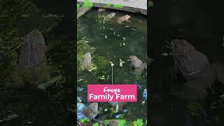 Frogs in pool eat Grasshopper || F\u0026B TV Official