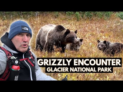 Where can I see bears in Glacier National Park?