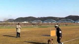 2011.2.13 JKC兵庫県トレーナーズクラブ訓練競技会