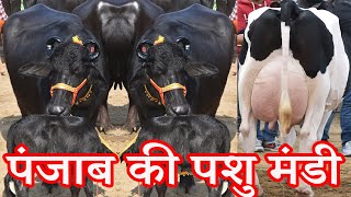 पंजाब की पशु मंडी I Murrah Buffalo Pair Milking Capacity 40 Liter per day I मुर्रा हरियाणा