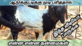 ஆட்டுக்குட்டிக்கு முடி பரிதல் || நோய்கள் வராது || நன்மைகள் மட்டும்