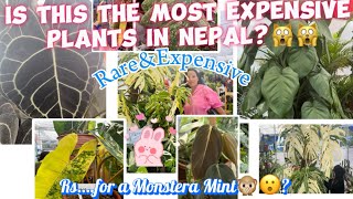 Exploring Rare&Expensive House Plants in Nepal// Rare Plants and Price in Nepal🙀🌱​⁠@Sarulimbu123