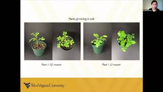 Estefania Tavares Flores: Genome editing of Solanum cheesmaniae via CRISPR/Cas9...