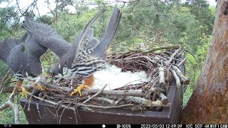 Eurasian Hobby (Falco subbuteo), nesting season 2023, Czechia, platform no. 1 (part 1)