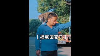 陪伴卡车大叔四年的福宝离世，几天后竟遇到一模一样的流浪猫。 #治愈 #流浪猫 #卡车猫王 #催泪 #猫成精了