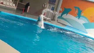 عرض الحوت الابيض - beluga Show