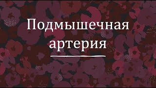 Подмышечная артерия - анатомия сердечно-сосудистой системы (ССС)