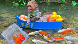 Baby monkey catches koi fish, picks fruit, finds toys and opens super cute surprise eggs