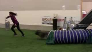 My Schapendoes Dog Rover - Agility Training with Camilla Arnesen