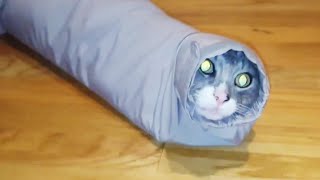 These Cat Fails Are Hiss-terical 😹 | Funny Cat s | Peachy 2023