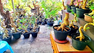 CEK HARGA BONSAI BERBAGAI BAHAN MURAH MERIAH