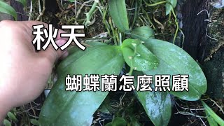 秋天的蝴蝶蘭呢？ 要怎麼照顧啊 要怎麼澆水 要怎麼施肥