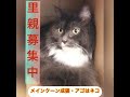 里親募集中　メインクーン　スコティッシュフォールド　1日でも早く暖かい里親🏠様のところで、幸せ💕自由に暮らせますように‥ アゴはネコ