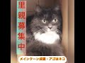 里親募集中　メインクーン　スコティッシュフォールド　1日でも早く暖かい里親🏠様のところで、幸せ💕自由に暮らせますように‥ アゴはネコ