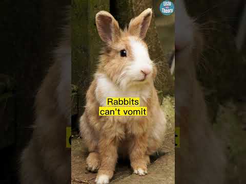 Why are rabbits going extinct?
