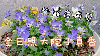 去朋友家125平的院子里探探路