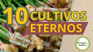 Plantas Eternas: 10 Cultivos que Siembras una Vez y Cosechas por Años