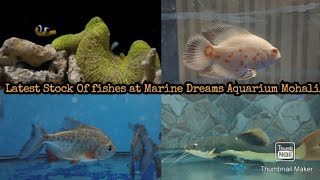 Latest stock of Fishes at Marine Dreams Aquariums Mohali.