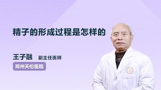 精子的形成过程是怎样的 王子融 郑州天伦医院