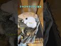 【冬のわっしょい名物】本日の猫だんご shorts 保護猫 cat