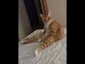 它竟然还撇了我一眼？谁家猫半夜不睡觉这样坐床头呀... catvideo yun tiktok catsoftiktok perte cat 萌宠出道计划 上热门要流量 猫咪