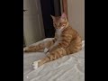 它竟然还撇了我一眼？谁家猫半夜不睡觉这样坐床头呀... catvideo yun tiktok catsoftiktok perte cat 萌宠出道计划 上热门要流量 猫咪