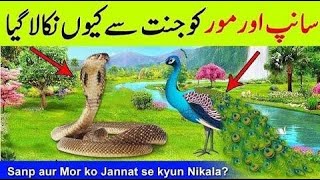 Allah pak na mor or Snake ko jannat sa q nikala|Why did Allah remove peacock and snake from paradise
