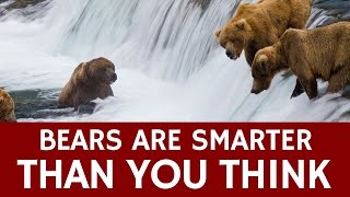 How Smart are Bears Compared to Humans – Facts about Bear Intelligence