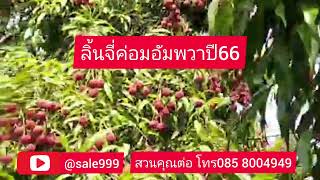 ลิ้นจี่ค่อมอัมพวาจ.สมุทรสงครามสวนคุณต่อมีจำหน่ายแล้วเริ่มเมยถึงพคปี66สดใหม่@sale999โทร0858004949