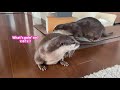 カワウソにテレビで仲間の動画を見せたらどんな反応する？　otters react when they see their friends on tv