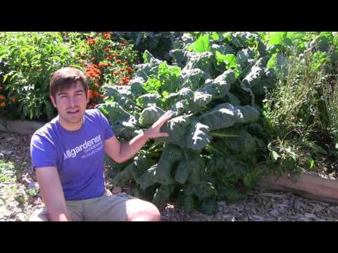 How to Grow Brussel Sprouts - Complete Growing Guide How to Grow Brussel Sprouts - Complete Growing Guide
