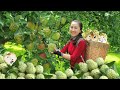 Harvest custard apple and selling in the market - cooking | Emma Daily Life