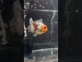 善さん aquariumfish 金魚 goldfish ローズテール