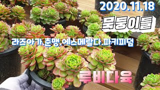 (루비다육3탄)묵둥이들/에스메랄다.춘맹. 워터메리.파키피덤 .금다육들(korean succulent plants)