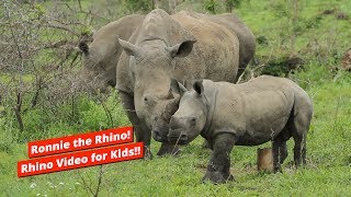 Exploring the World of Rhinos with Ronnie the Rhino