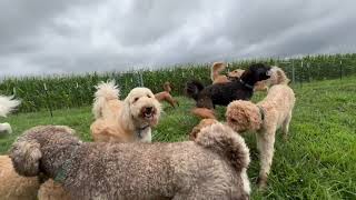 OMG!! Witness 36 Goldendoodle Dogs Playing Together.