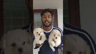 പൊമേറിയൻ അവൈലബിൾ#trending #pets #doglover #shortvideo #puppy #dogowner #petowner #share #subscribe