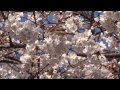 sprarrow in sakura 桜にいる雀