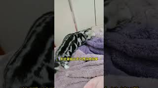 猫咪和铲屎官，家庭地位谁高？🐱#猫 #shorts #catvideos