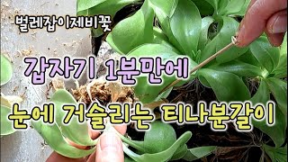 해도 그만 안해도 그만✋️ 순간 내마음이최고! 티나 분갈이