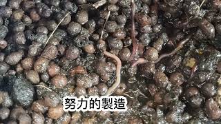 霜降後魚菜共生系統現狀#魚菜共生