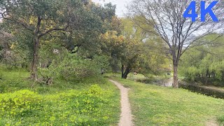 Walking through Shanghai Gongqing Forest Park|漫步上海共青森林公园